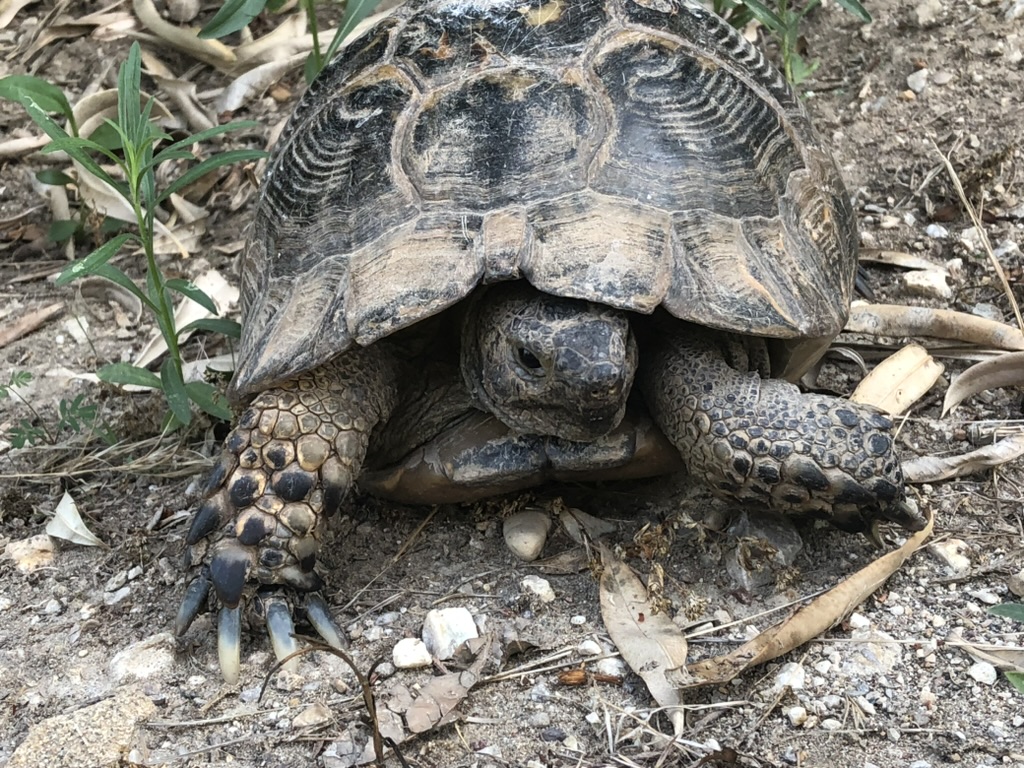 Testudo graeca – aktuelle Unterarten und ihre Verbreitung