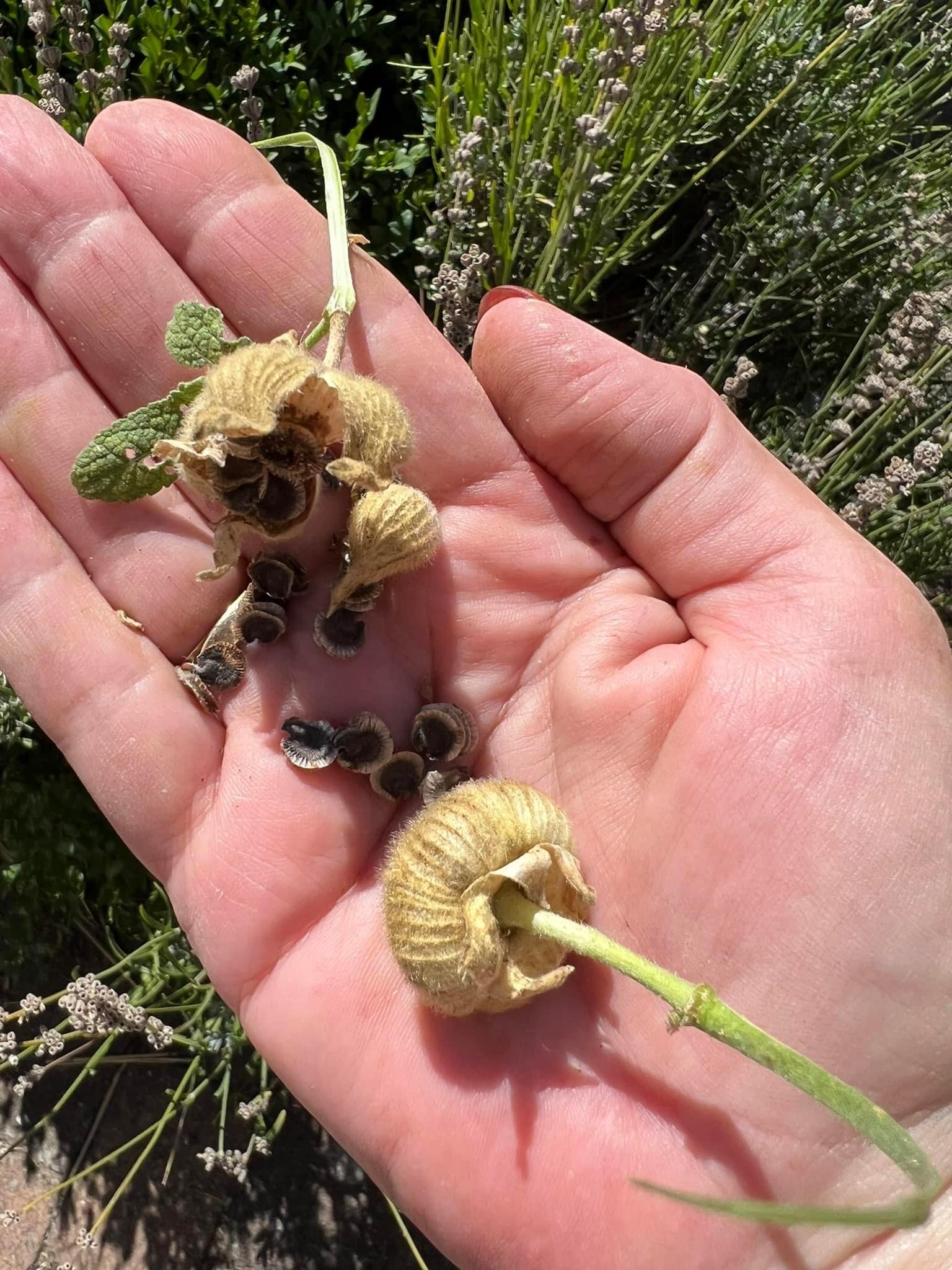 Harvesting forage plant seeds for European tortoises in late summer