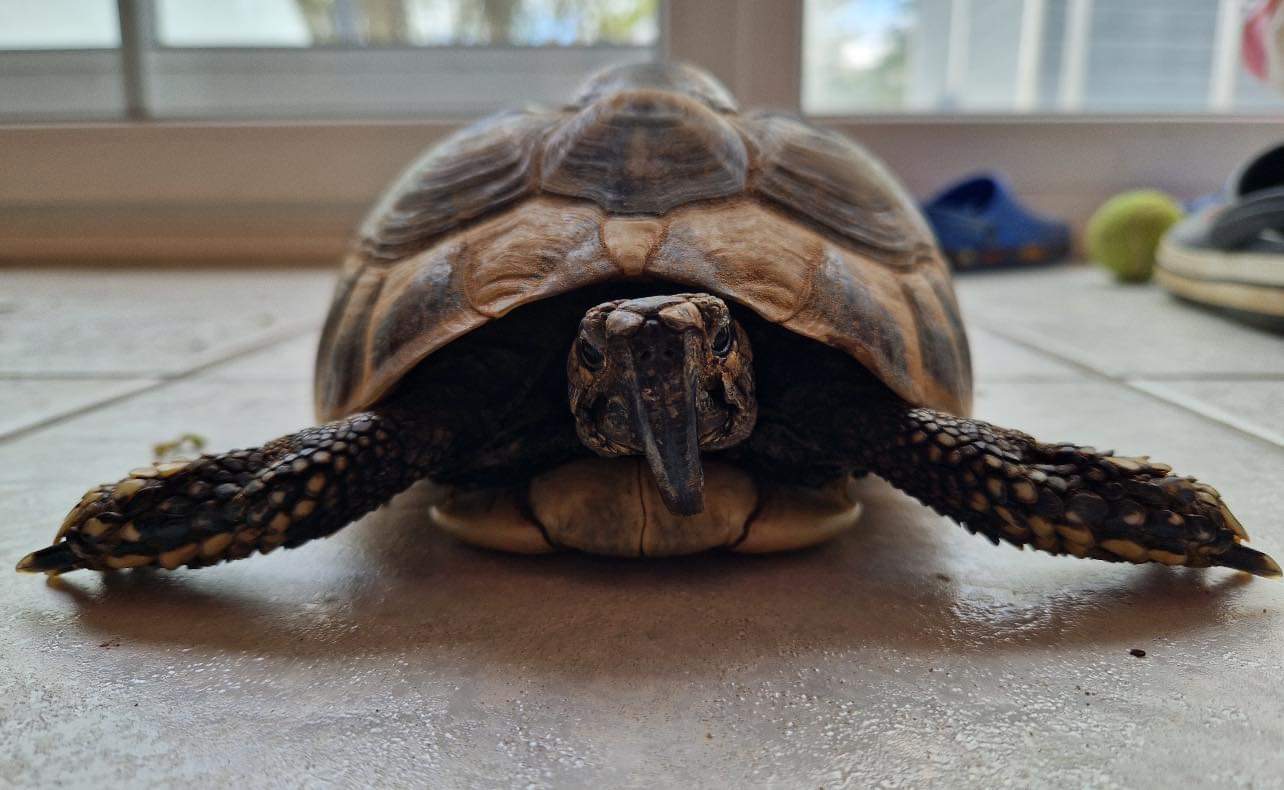 Metabolic Bone Disease bei Europäischen Landschildkröten