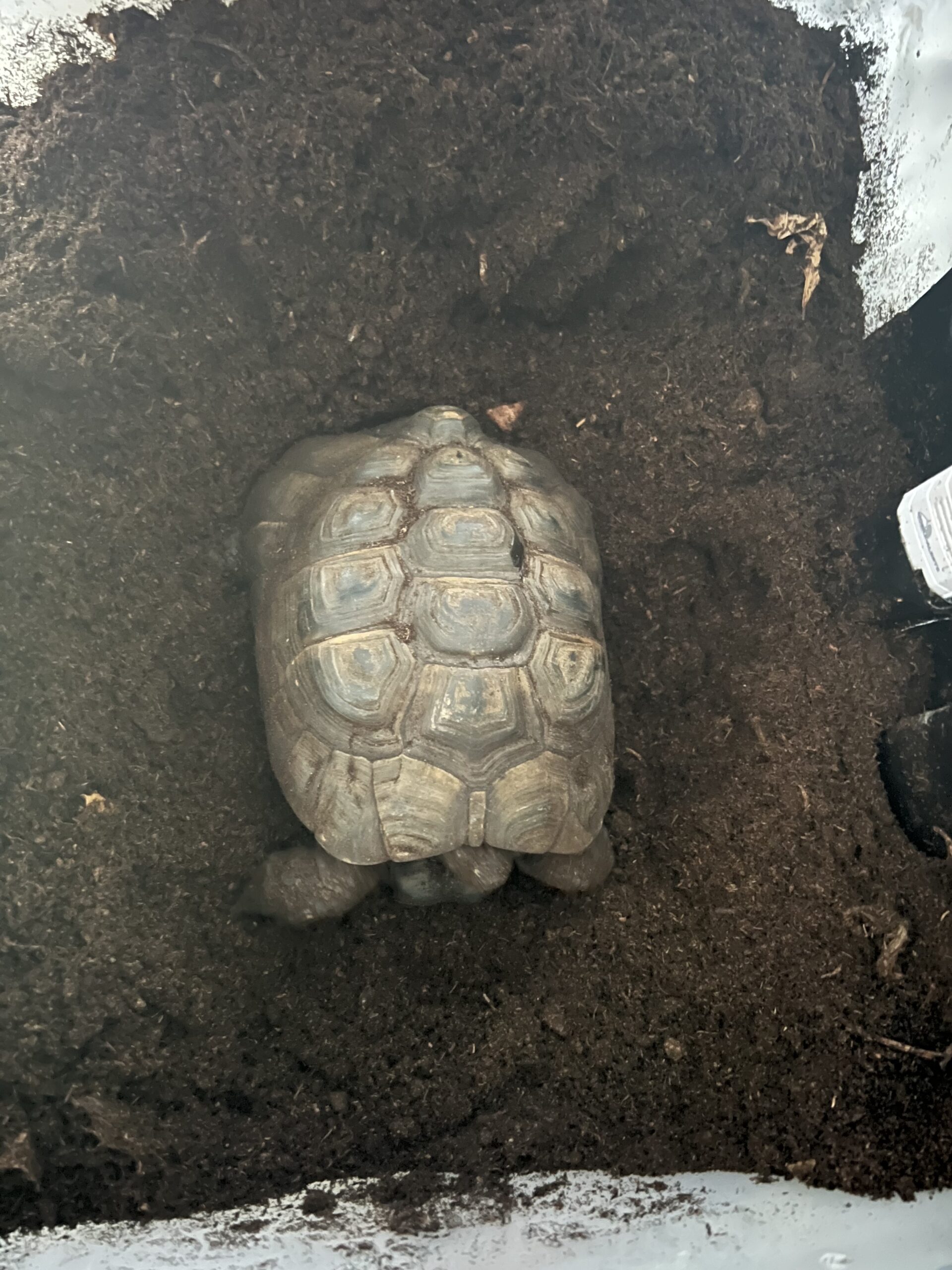 Week 6 – Established Brumation