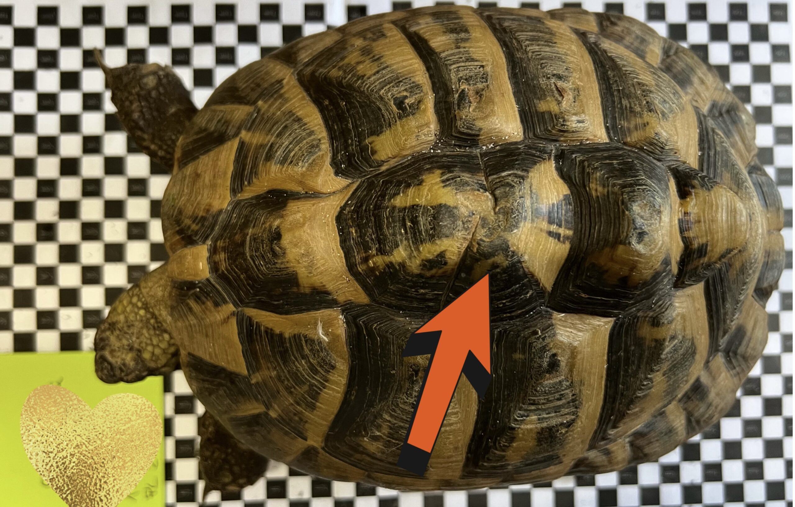 Hermann's tortoise with a shell anomaly on the carapace, where two vertebral scutes have fused together.