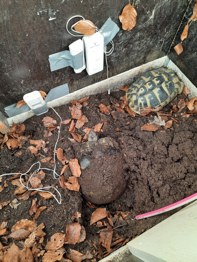 Tortoise waking up in the brumation pit, with thermometer probes