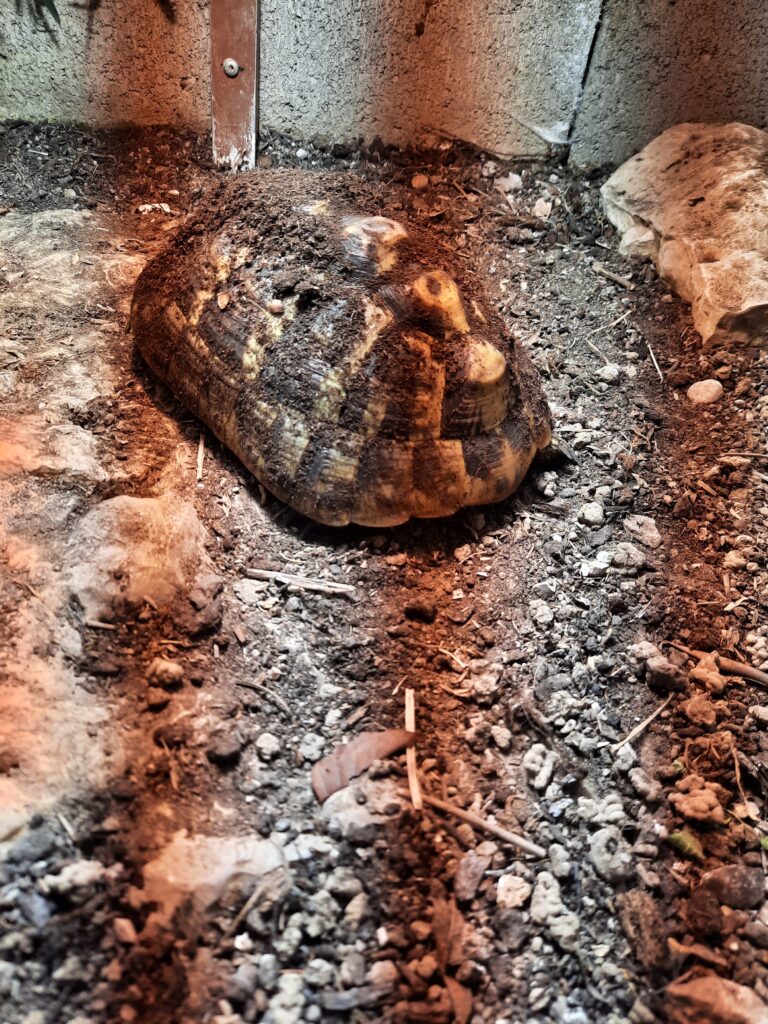 Tortoise in the cold frame after emerging from the pit
