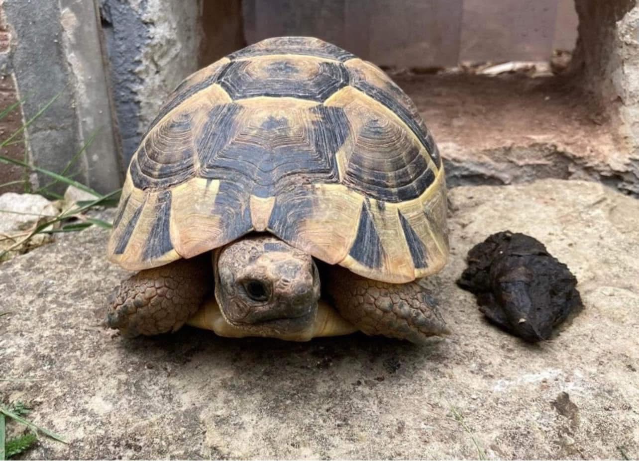 Mediterranean tortoise producing a stool sample for parasite testing.