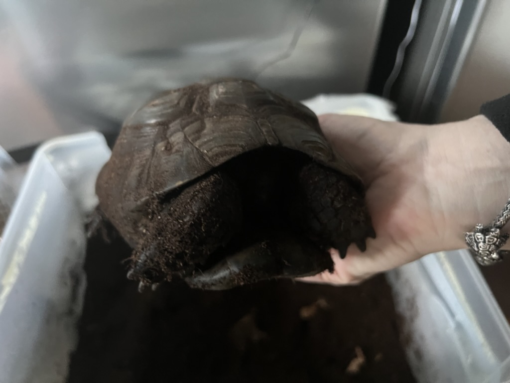 Eine Schildkröte bei der kontrollierten Kühlschrank-Überwinterung.