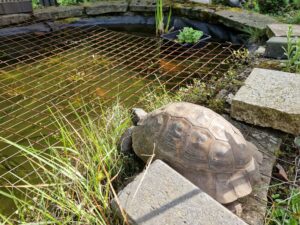 Schildkröte sitzt an schlecht gesichertem Teich.