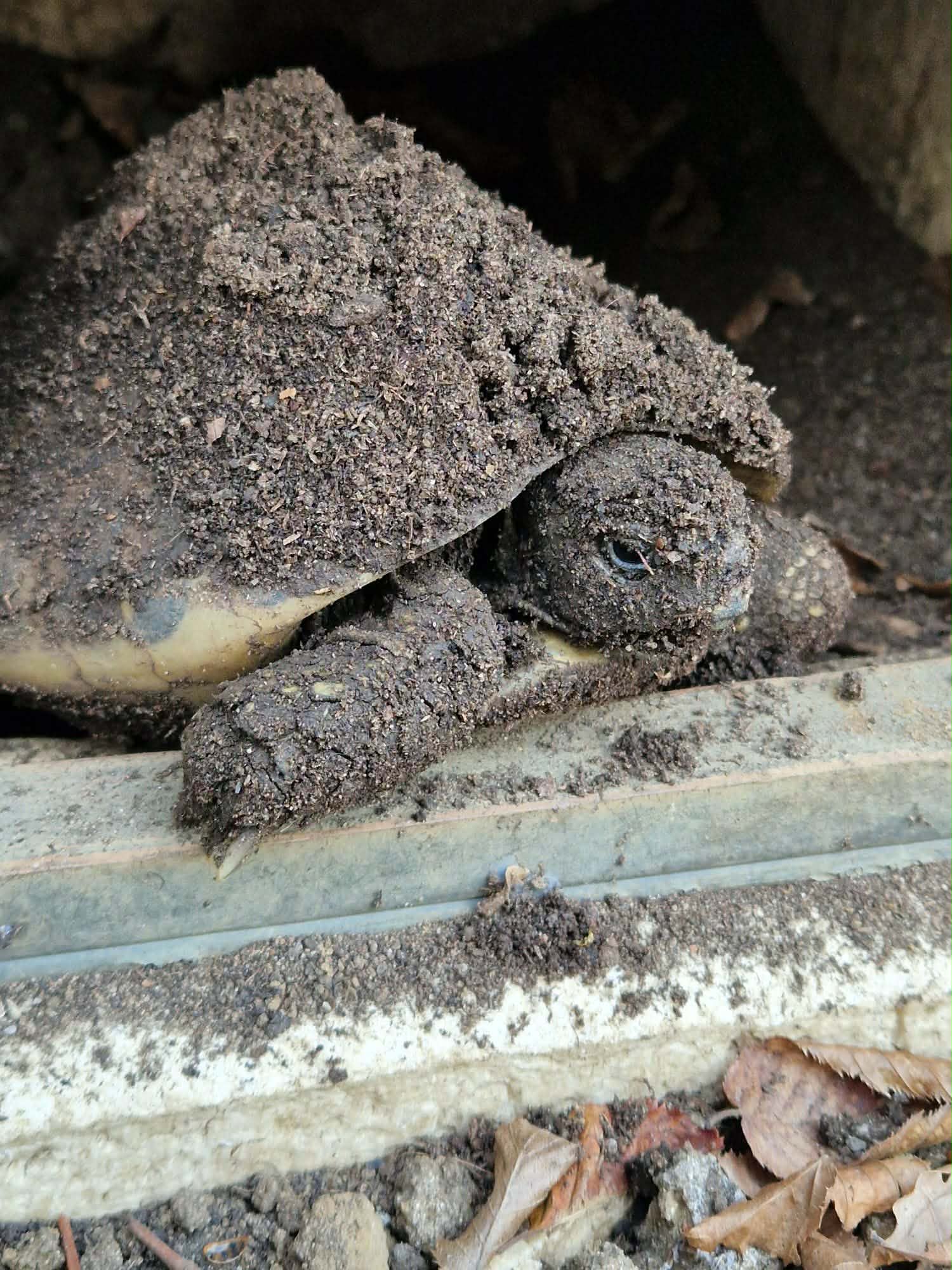 Warning Signs After Hibernation in European Tortoises