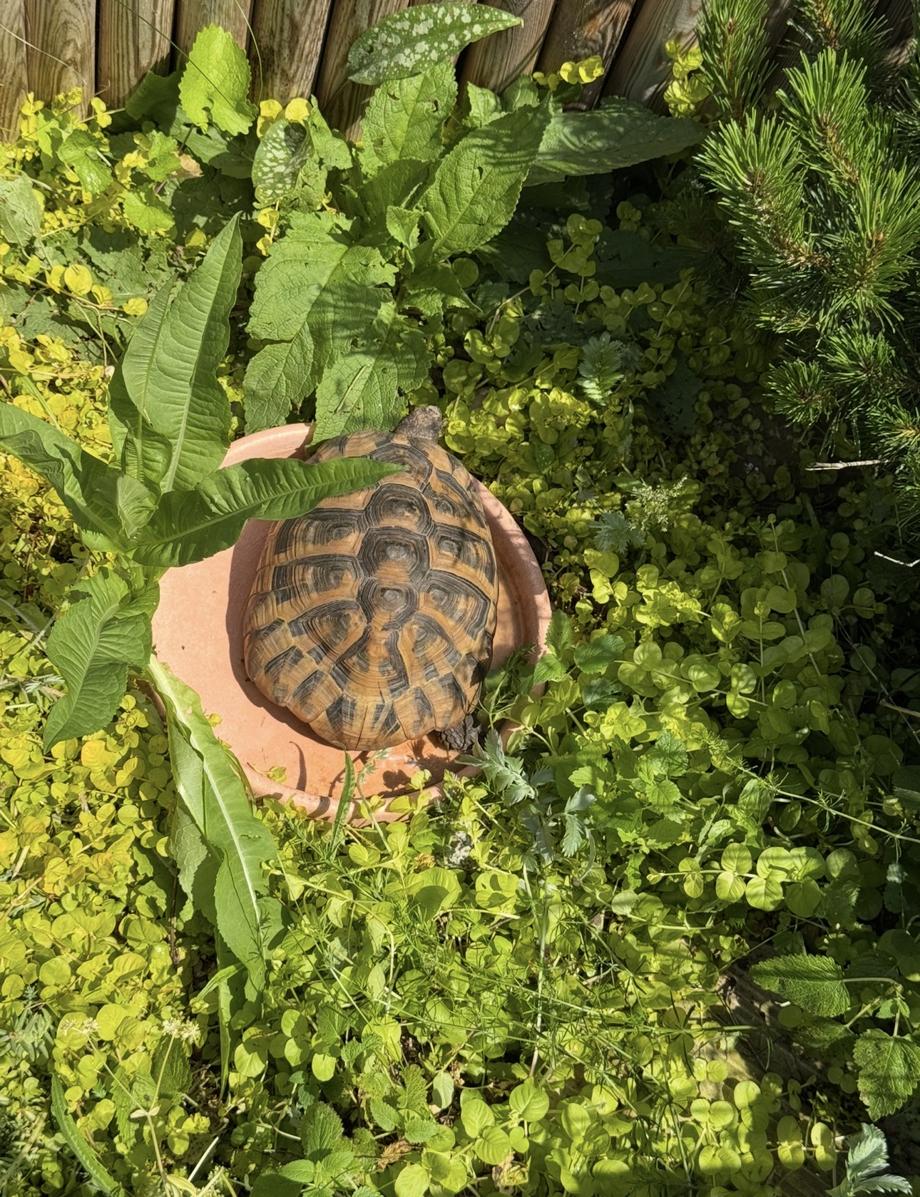 Tortoises bathing to cool off in their water dish during hot weather.