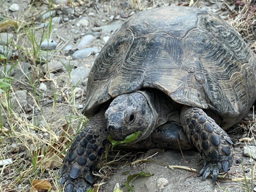 Testudo graeca – current subspecies and their distribution