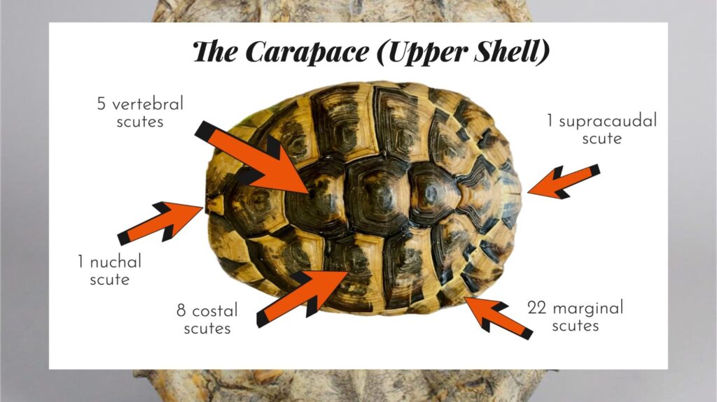 Carapace of a Hermann's tortoise with labelled scutes: 5 vertebral, 8 costal, 22 marginal, 1 nuchal and 1 supracaudal scute
