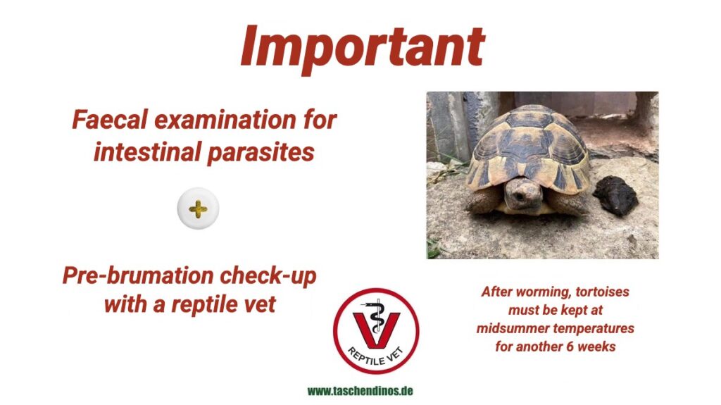 Important: faecal examination for intestinal parasites and a pre-brumation check-up with a reptile vet; after worming, tortoises must be kept at midsummer temperatures for another 6 weeks
