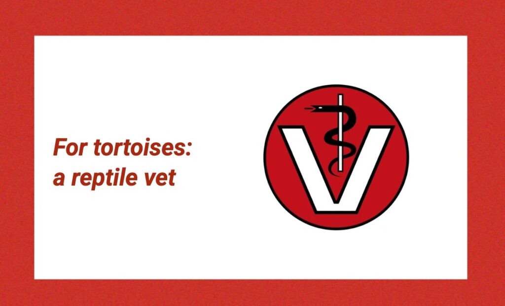 For tortoises: a reptile vet – veterinary symbol