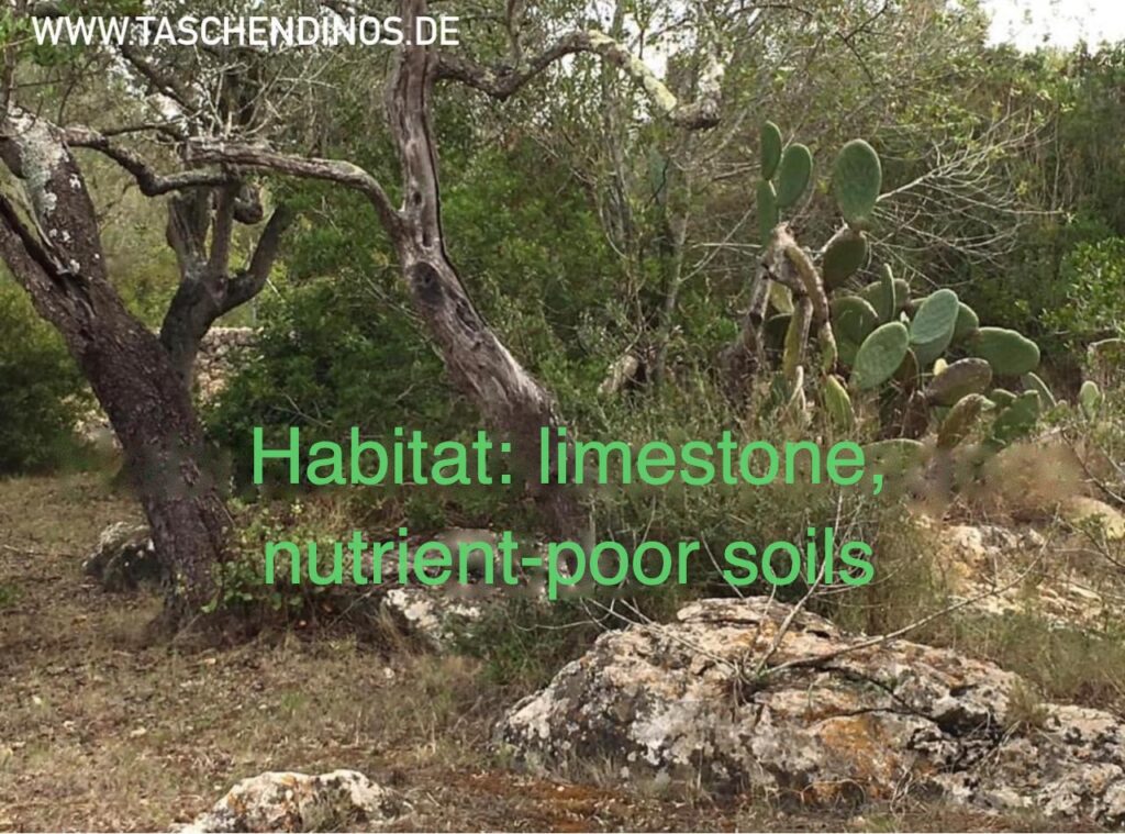 Mediterranean tortoise habitat with olive trees, prickly pear and limestone rocks on nutrient-poor soils