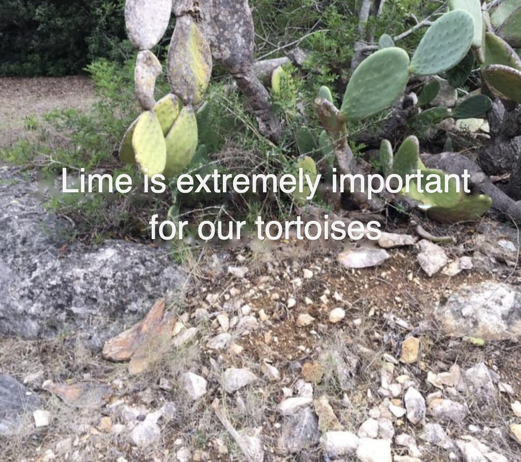 Limestone ground with prickly pear in the tortoise habitat โ lime is extremely important for tortoises