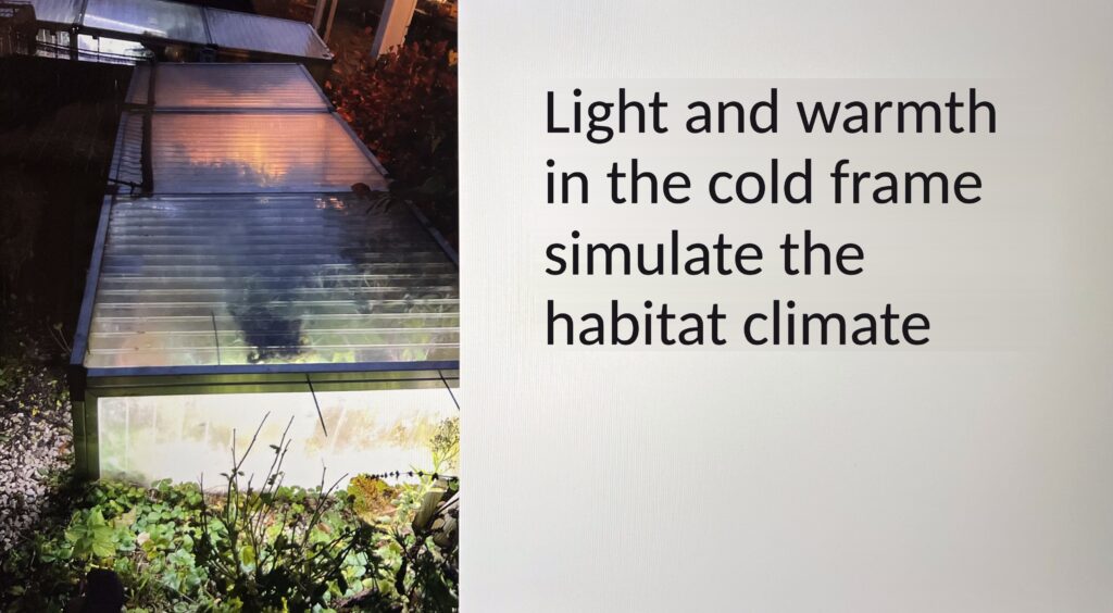 Slide from the talk on controlled refrigerator brumation: light and warmth in the cold frame simulate the habitat climate