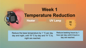 Infographic for Week 1 of refrigerator brumation preparation: reduce the base temperature by 1°C per day until 19°C by day and 14°C by night, and reduce basking hours by 1 hour per day until 8 hours a day.
