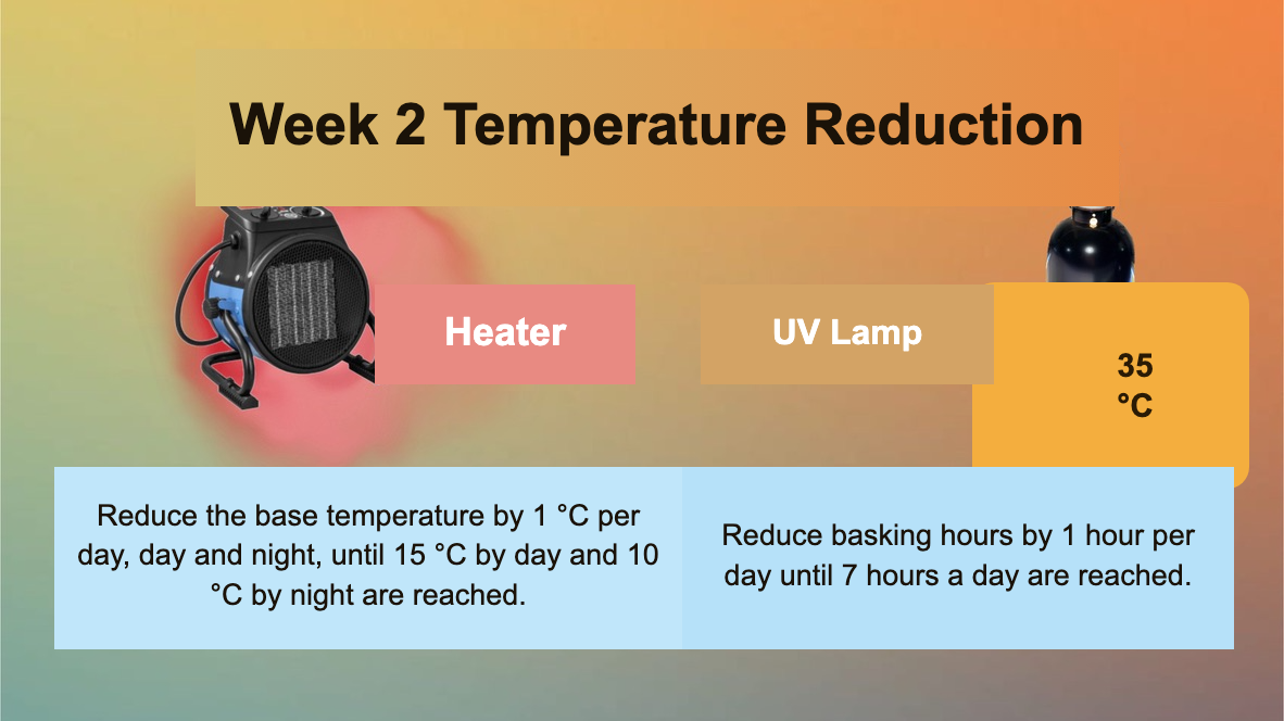 Infographic for Week 2 of refrigerator brumation preparation: reduce the base temperature by 1°C per day until 15°C by day and 10°C by night, and reduce basking hours by 1 hour per day until 7 hours a day.
