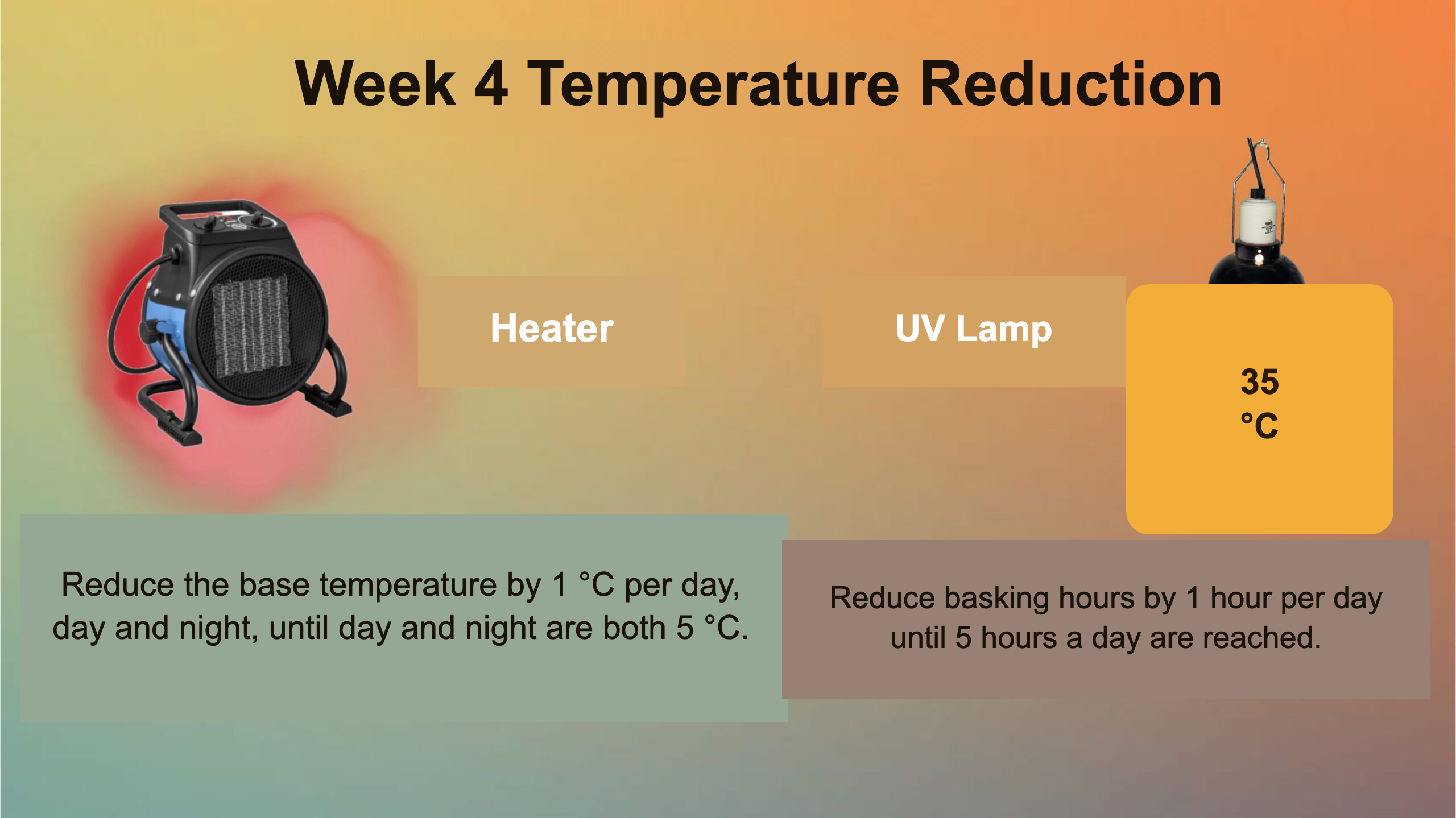 Infographic for Week 4 of refrigerator brumation preparation: reduce the base temperature by 1°C per day until day and night are both 5°C, and reduce basking hours by 1 hour per day until 5 hours a day.