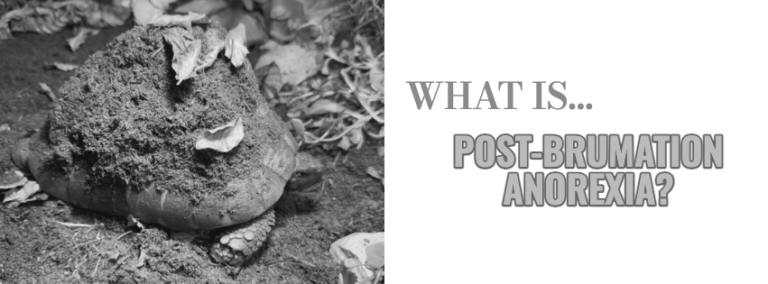 What is post-brumation anorexia? Tortoise emerging from the soil